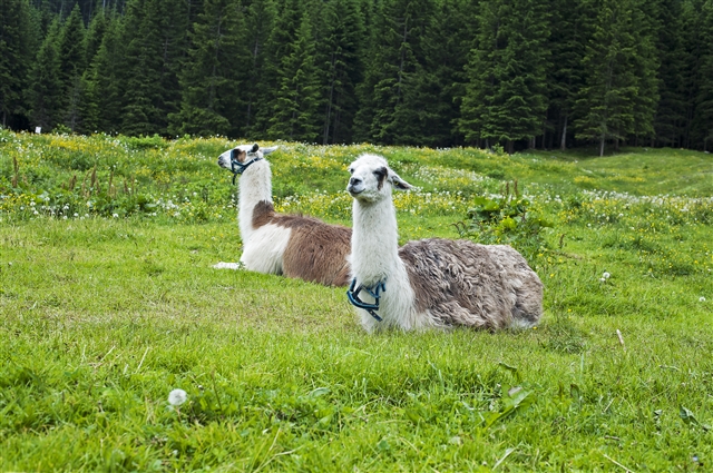 Lama fuori dalla malga Valmaggiore